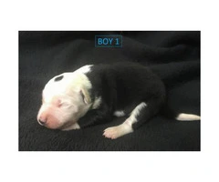 beautiful purebred border collie puppies available - 3