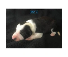 beautiful purebred border collie puppies available - 4