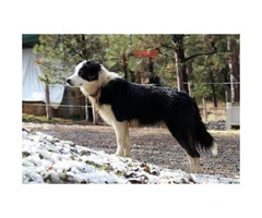 beautiful purebred border collie puppies available - 6