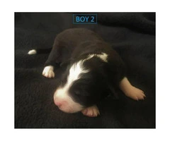 beautiful purebred border collie puppies available - 7