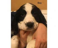 AKC Reg English Springer Spaniel puppies, all set for their forever home