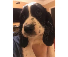 AKC Reg English Springer Spaniel puppies, all set for their forever home - 2