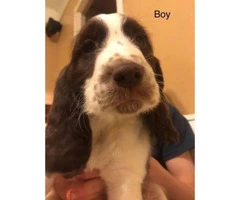 AKC Reg English Springer Spaniel puppies, all set for their forever home - 3