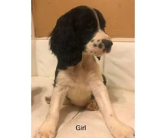 AKC Reg English Springer Spaniel puppies, all set for their forever home - 4