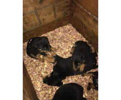 9 Week Old Purebred Akc German Rottweiler Pups for sale