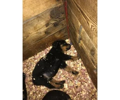 9 Week Old Purebred Akc German Rottweiler Pups for sale - 3