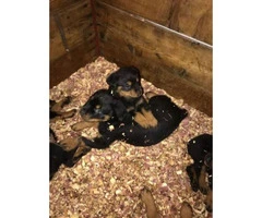 9 Week Old Purebred Akc German Rottweiler Pups for sale - 4