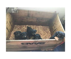 9 Week Old Purebred Akc German Rottweiler Pups for sale - 5