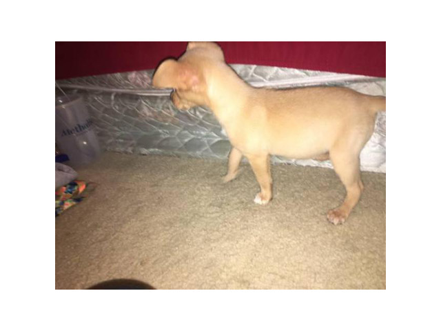 male an female cream color chihuahuas Houston - Puppies for Sale Near Me