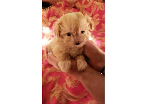 We have 3 Maltipoos (2 boys 1 girl)