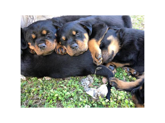 5 Rottweiler puppies for sale @$450 in Nashville, Tennessee - Puppies for Sale Near Me