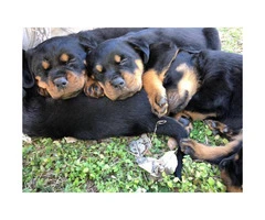 5 Rottweiler puppies for sale @$450