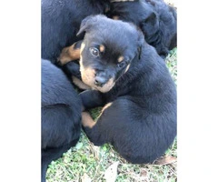 5 Rottweiler puppies for sale @$450 - 2