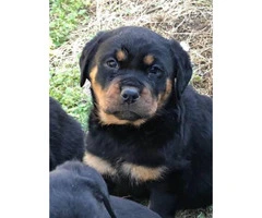 5 Rottweiler puppies for sale @$450 - 3