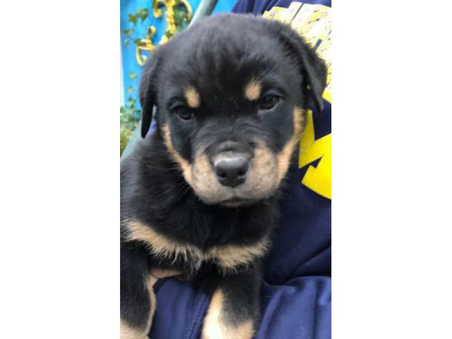 4. Rottweiler Puppies for Sale Near Me Craigslist Ad - wide 7