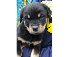 5 Rottweiler puppies for sale @$450 - 4