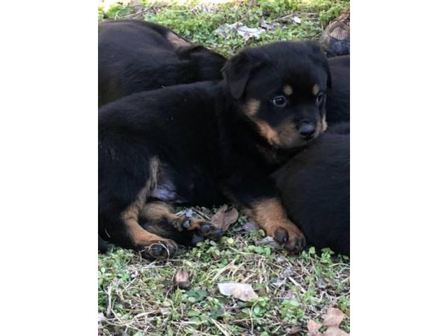 5 Rottweiler puppies for sale @$450 in Nashville, Tennessee - Puppies