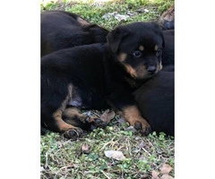 5 Rottweiler puppies for sale @$450 - 5