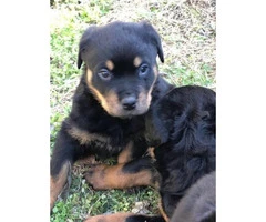 5 Rottweiler puppies for sale @$450 - 6