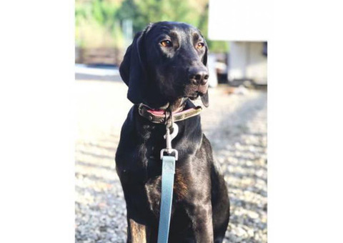 9 month old purebred Plott hound for sale