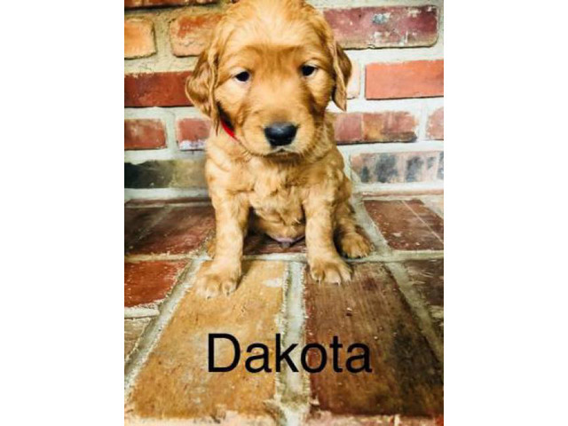3 Female And 5 Male Golden Retriever Puppies In Rock Valley Iowa Puppies For Sale Near Me