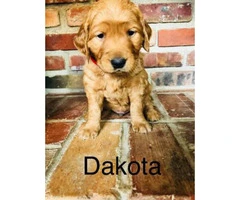 3 female and 5 male golden retriever puppies