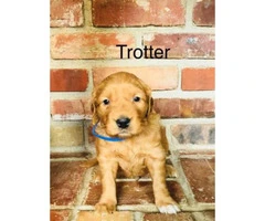 3 female and 5 male golden retriever puppies - 3