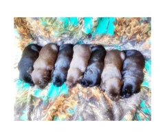 AKC Lab Puppies 3 Chocolate Males and 4 black females
