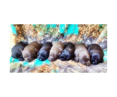 AKC Lab Puppies 3 Chocolate Males and 4 black females - 3