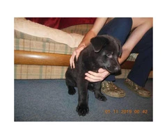 Beautiful solid black German Shepherd puppies AKC registered - 1