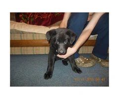 Beautiful solid black German Shepherd puppies AKC registered - 2