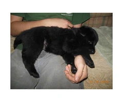 Beautiful solid black German Shepherd puppies AKC registered - 3