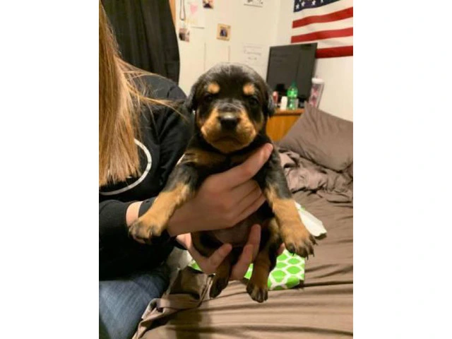 6 Males and 4 Females - German Rottweiler Puppies with no papers in ...