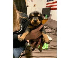 6 Males and 4 Females - German Rottweiler Puppies with no papers