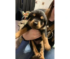 6 Males and 4 Females - German Rottweiler Puppies with no papers - 3