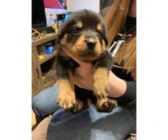 6 Males and 4 Females - German Rottweiler Puppies with no papers - 4