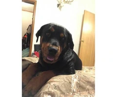 6 Males and 4 Females - German Rottweiler Puppies with no papers - 5
