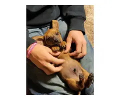 2 shorthaired miniature dachshund puppies