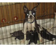 3 Frenchton puppies looking for new homes - 2