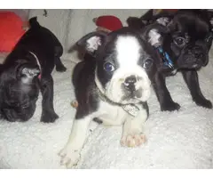 3 Frenchton puppies looking for new homes - 5