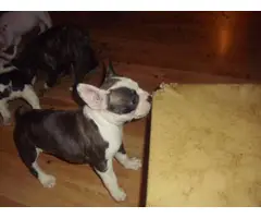 3 Frenchton puppies looking for new homes - 6