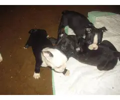 3 Frenchton puppies looking for new homes - 13
