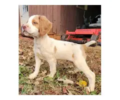 Orange and white Brittany puppies for sale