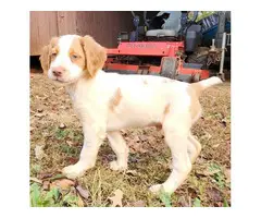 Orange and white Brittany puppies for sale - 2