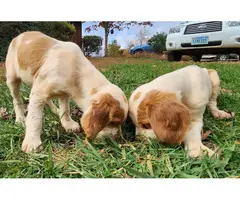 Orange and white Brittany puppies for sale - 3