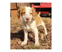 Orange and white Brittany puppies for sale - 4