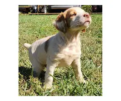 Orange and white Brittany puppies for sale - 5