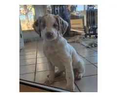 Orange and white Brittany puppies for sale - 6