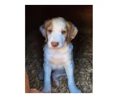 Orange and white Brittany puppies for sale - 7