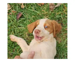 Orange and white Brittany puppies for sale - 8